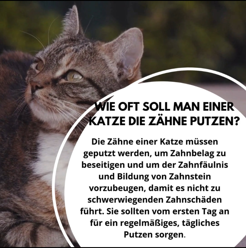 Wie oft sollte man seiner Katze die Zähne putzen?